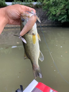 ラージマウスバスの釣果