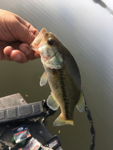 ラージマウスバスの釣果