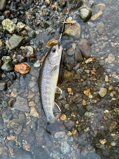 イワナの釣果