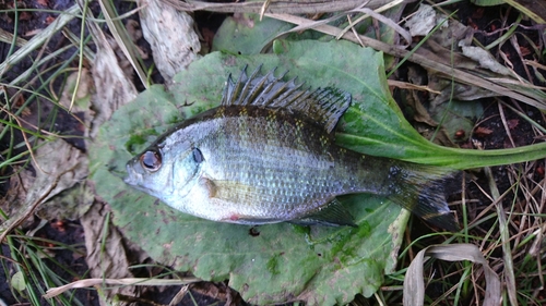 ブルーギルの釣果