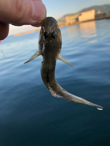 ハゼの釣果