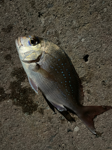 タイの釣果