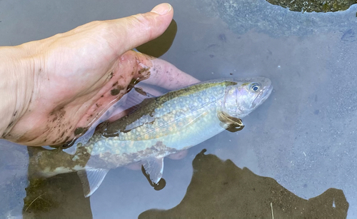 イワナの釣果