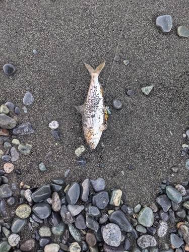 コノシロの釣果