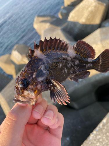 ムラソイの釣果