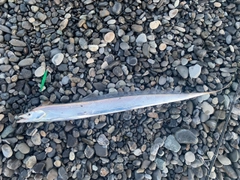 タチウオの釣果