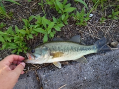 ブラックバスの釣果