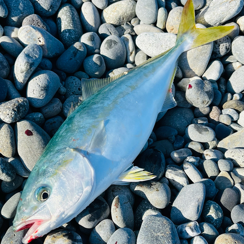 ワカシの釣果