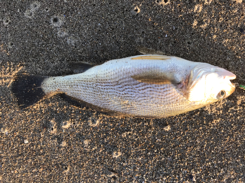 イシモチの釣果