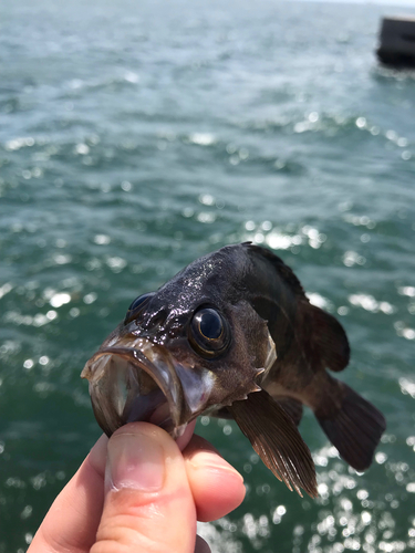 ソイの釣果