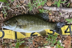 スモールマウスバスの釣果