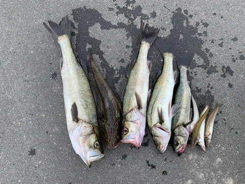 シーバスの釣果