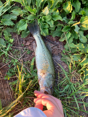 ラージマウスバスの釣果