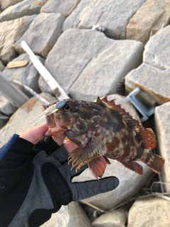 メバルの釣果