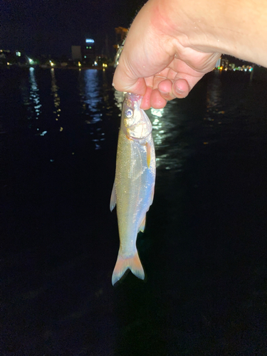 ウグイの釣果