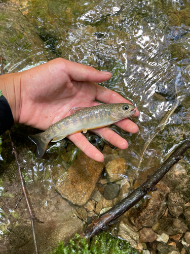 イワナの釣果