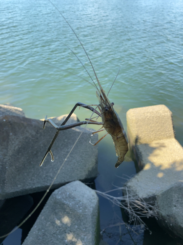 テナガエビの釣果