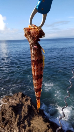 エソの釣果