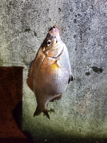 ドンコの釣果