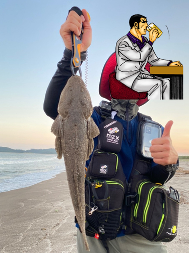 マゴチの釣果