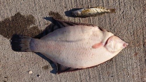 カレイの釣果