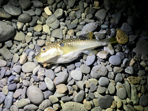 フグの釣果