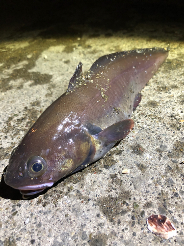 ドンコの釣果