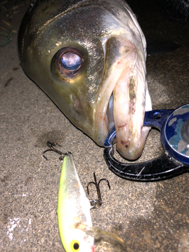 シーバスの釣果