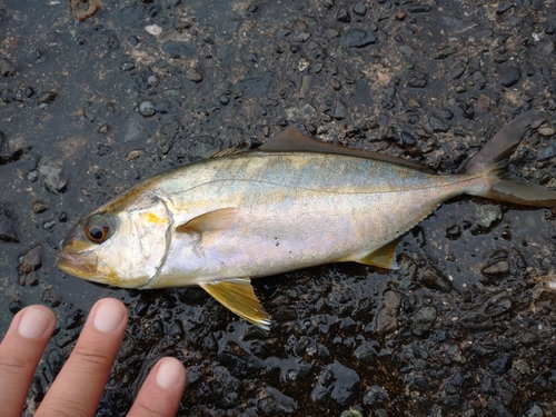 ショゴの釣果