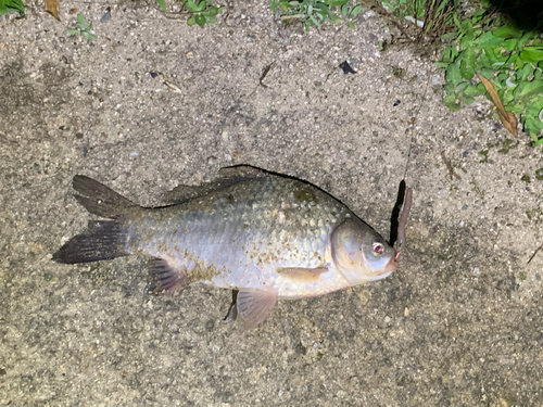 フナの釣果