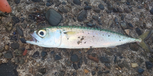 サバの釣果