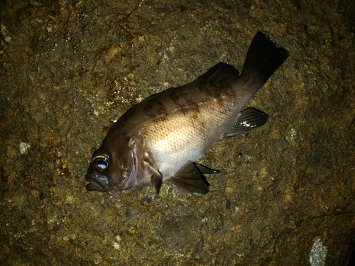 シロメバルの釣果