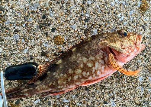 カサゴの釣果