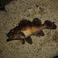 メバルの釣果