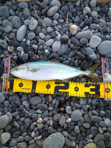 ワカシの釣果