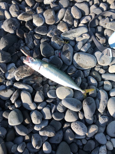 サバの釣果