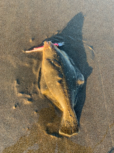 ソゲの釣果