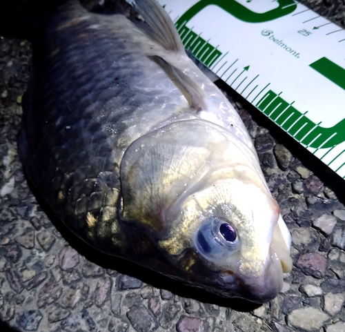 ヘラブナの釣果