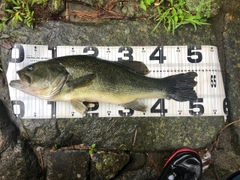 ブラックバスの釣果