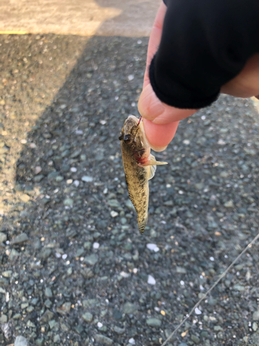 ハゼの釣果