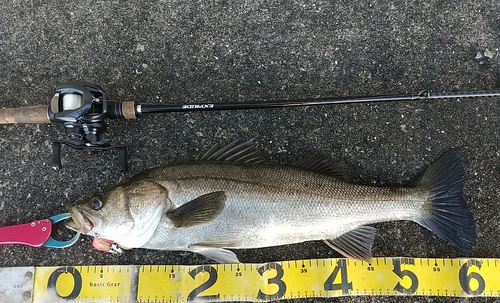 シーバスの釣果