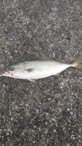 ワカシの釣果