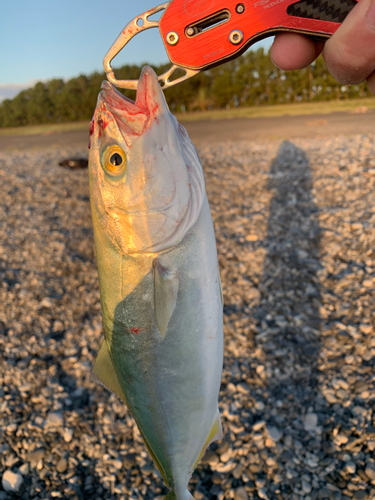 ワカナゴの釣果