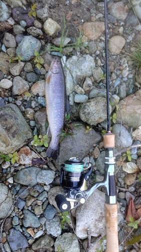 イワナの釣果