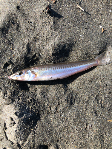 シロギスの釣果