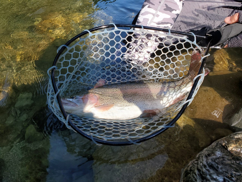 ニジマスの釣果