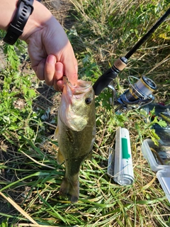 ラージマウスバスの釣果