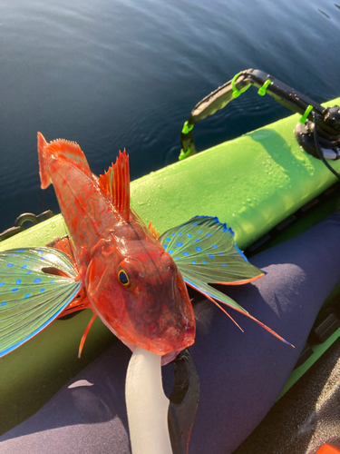 ホウボウの釣果