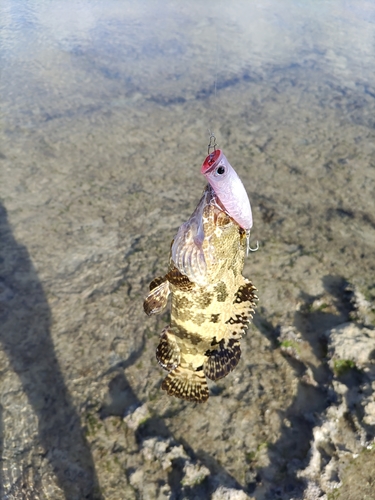 イシミーバイの釣果