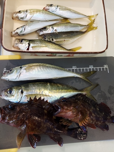 アジの釣果